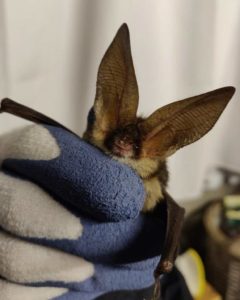 Brown long-eared bat being held by licensed bat handler